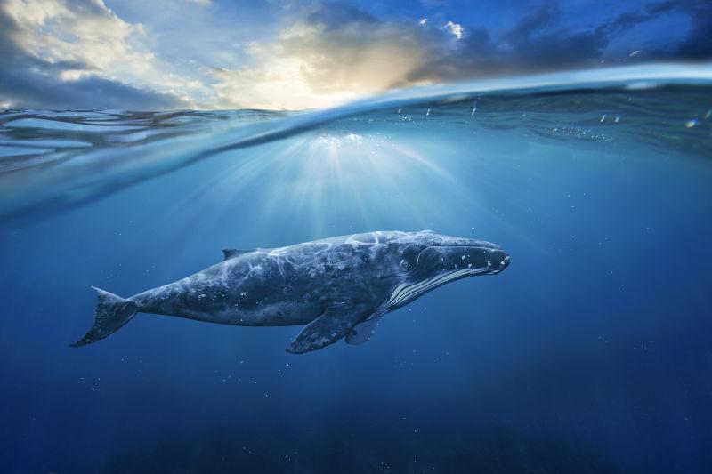夕阳下海里的鲸鱼
