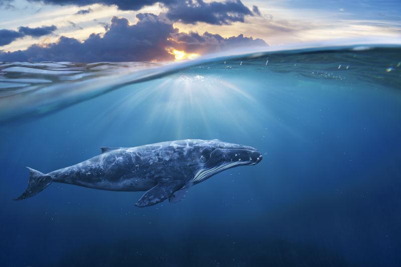 夕阳下海洋里的鲸鱼