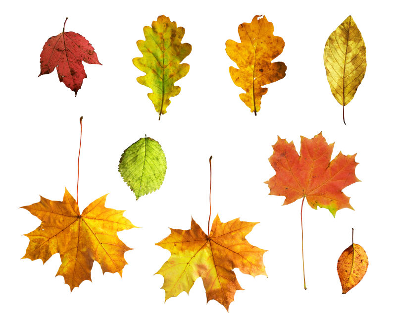不同种类的秋季树叶