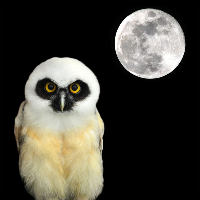 猫头鹰与夜晚的月亮