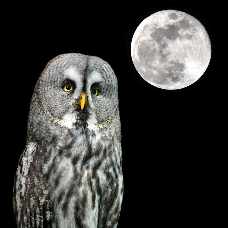 黑夜圆月下的猫头鹰