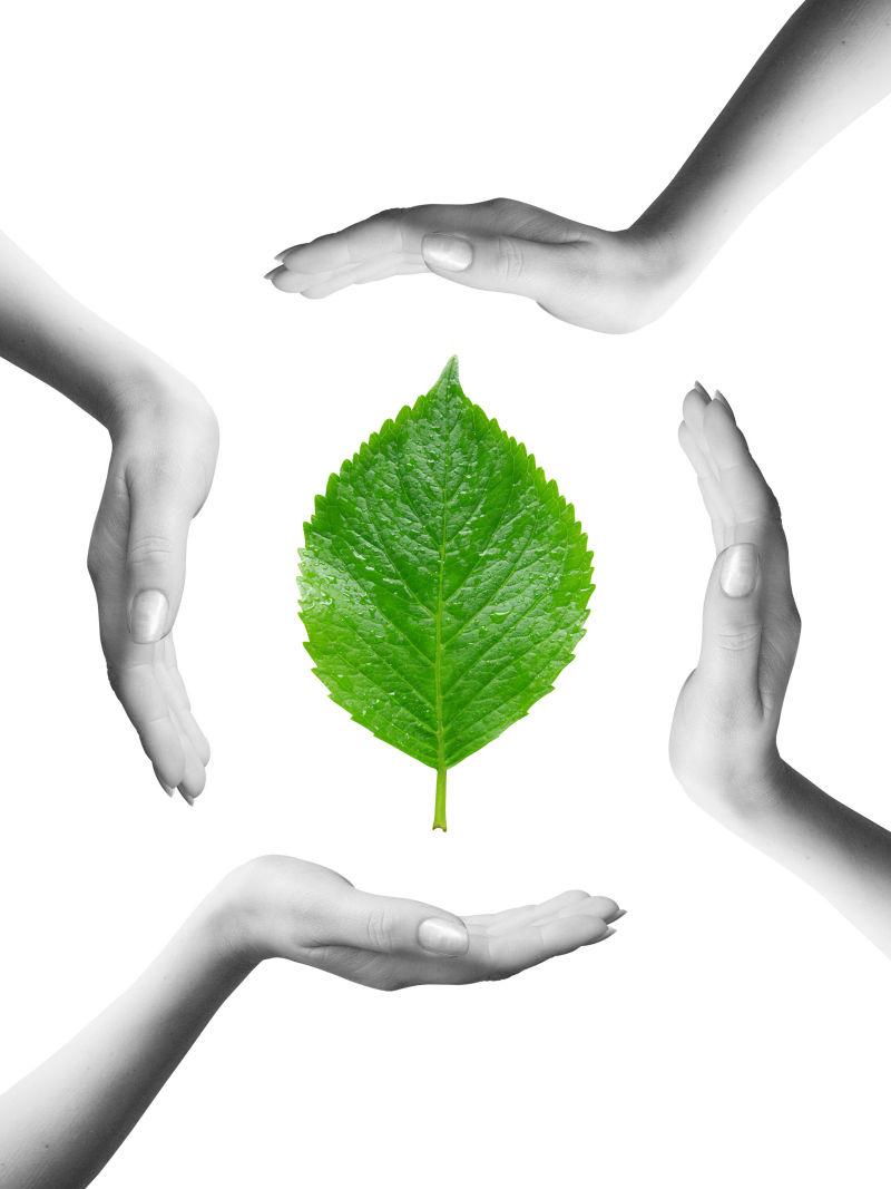白色背景上四只手护着一片绿叶带来的绿色环保生态概念