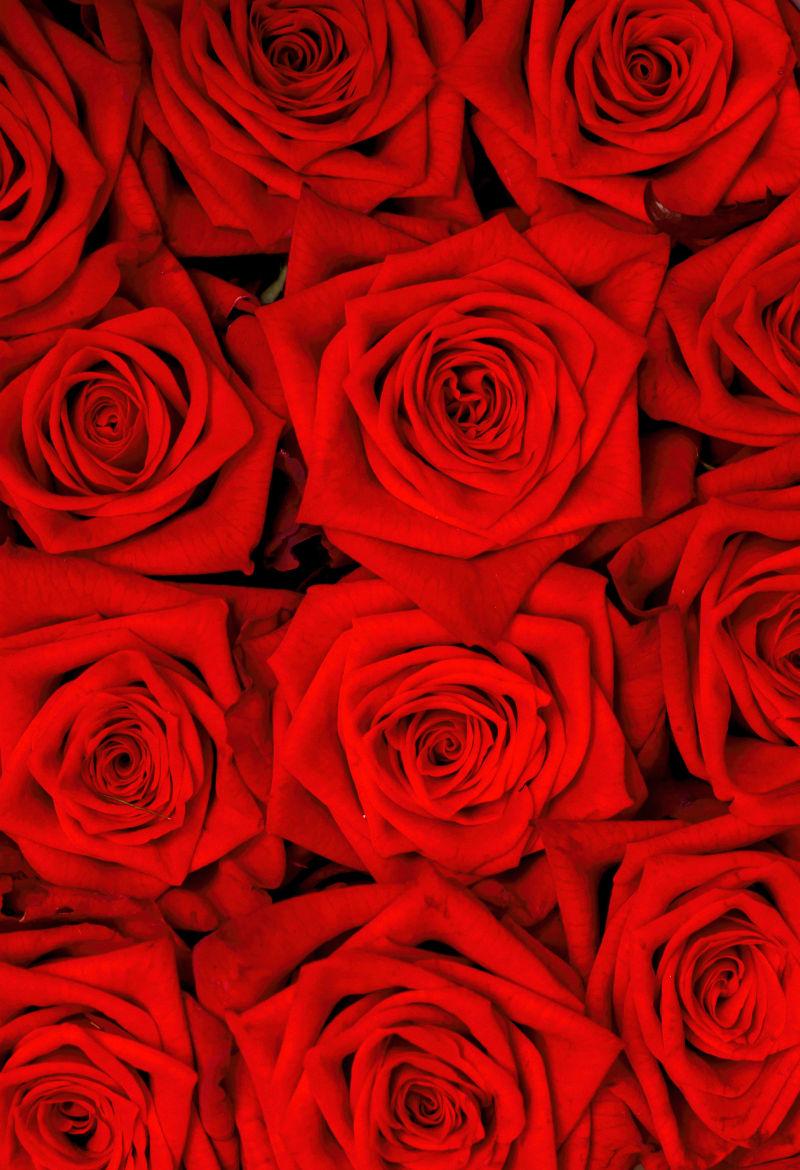 从上面看到的红色玫瑰盛开着图像