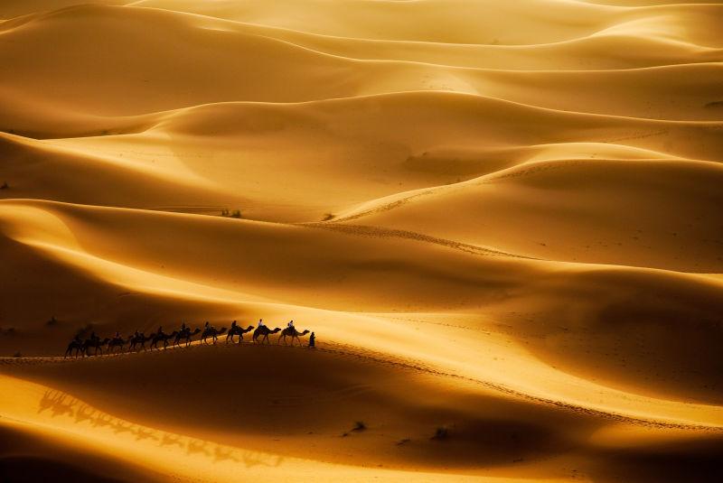 金黄色沙丘上的骆驼商队