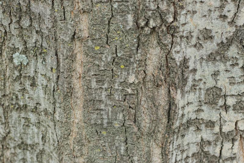 绿色苔藓树的纹理