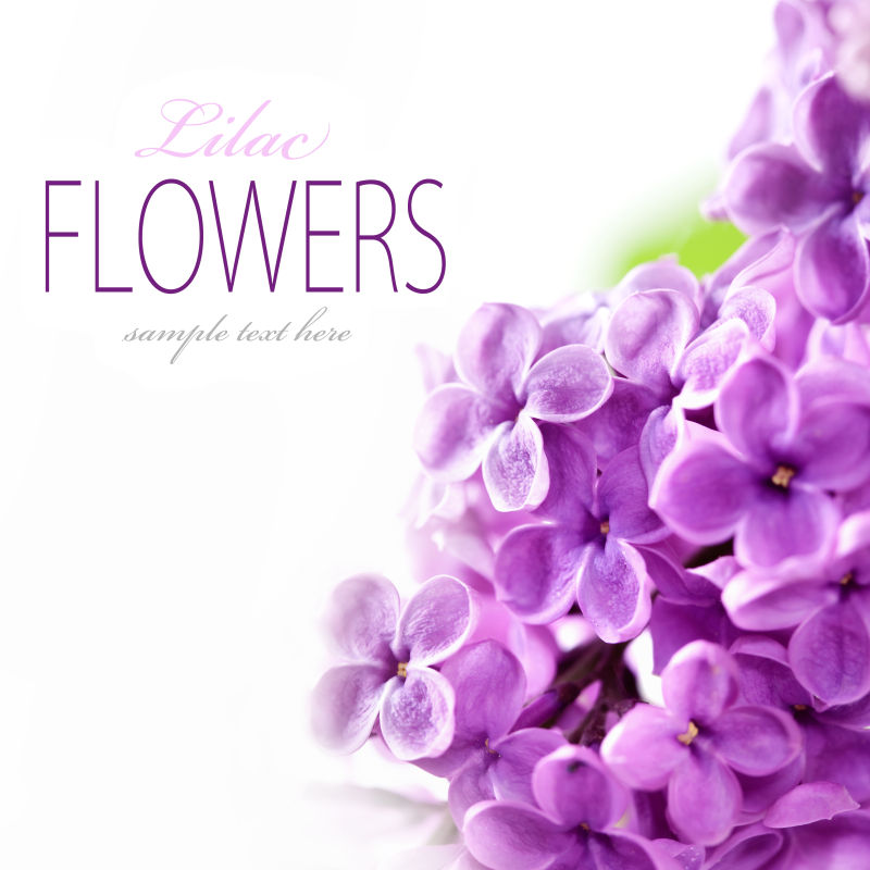 白色背景下的淡紫色花
