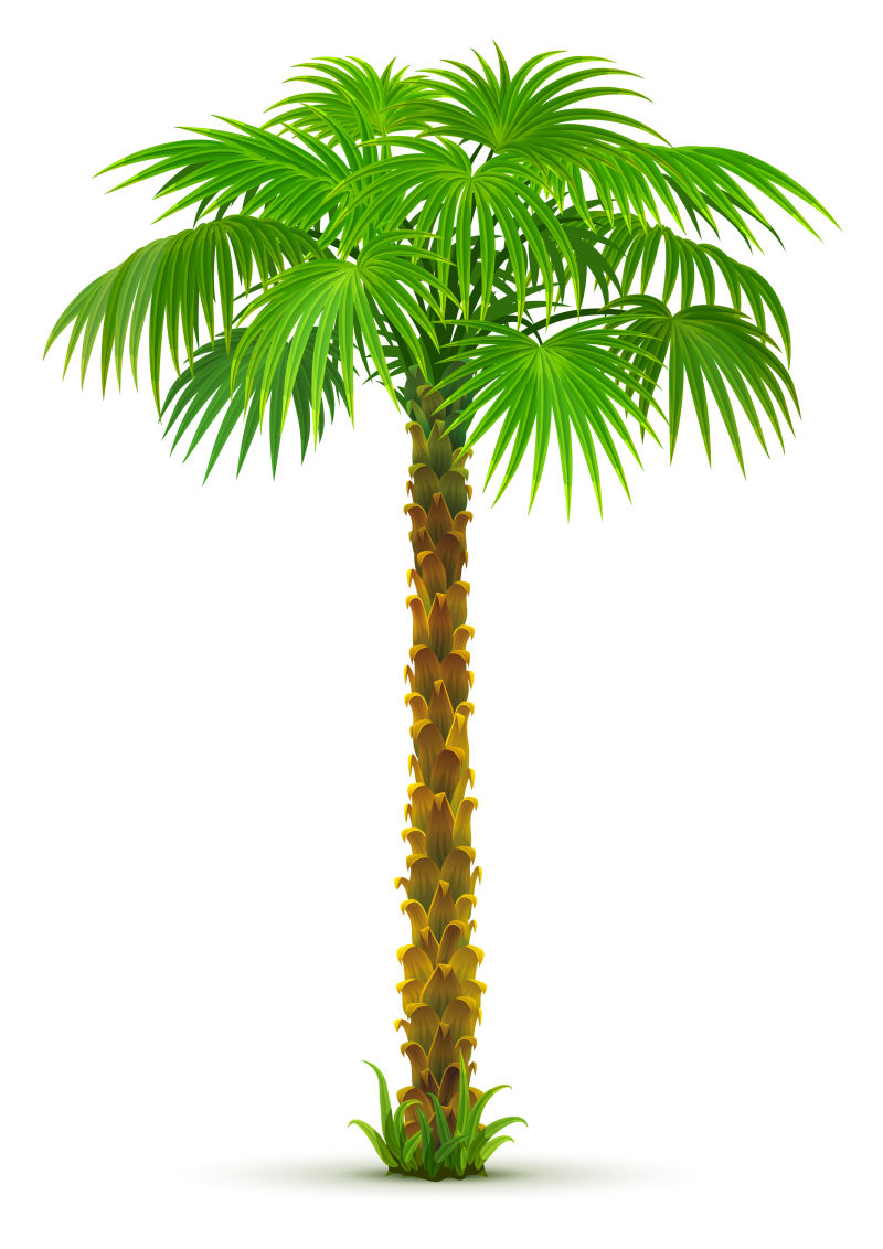白色背景上的一颗棕榈树设计矢量