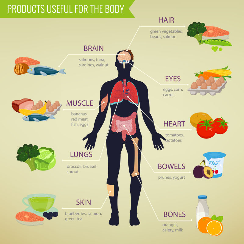 矢量人体部位所需健康饮食食物金字塔图示