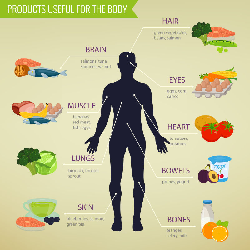 矢量人体各部位所需健康饮食食物金字塔图示