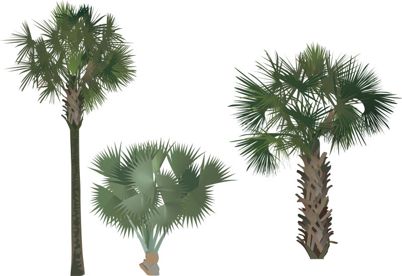 高矮不同的矢量绿色棕榈树