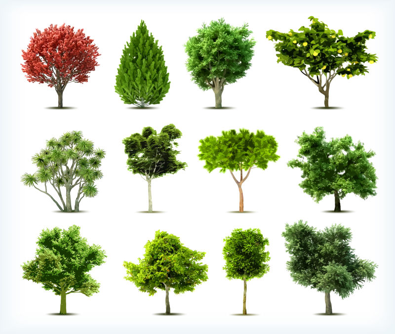 不同品种和颜色的矢量绿色树木