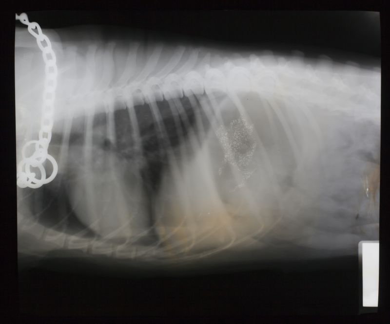 小动物的肋骨x射线片子