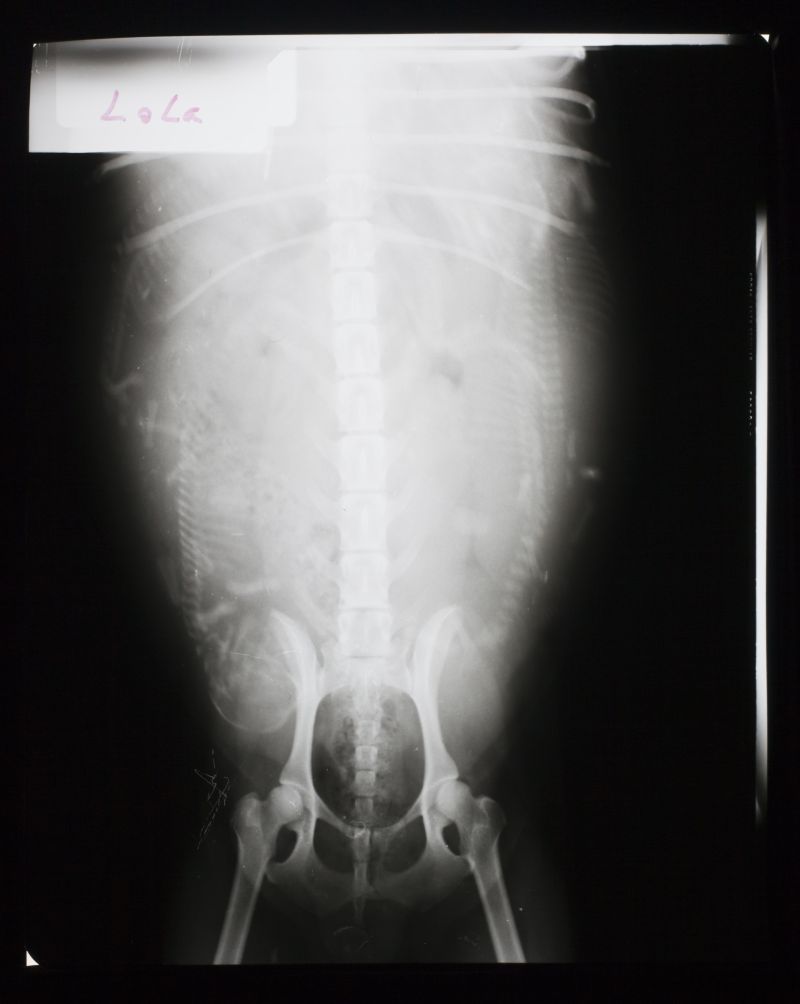 小动物的腹部肋骨x射线片子