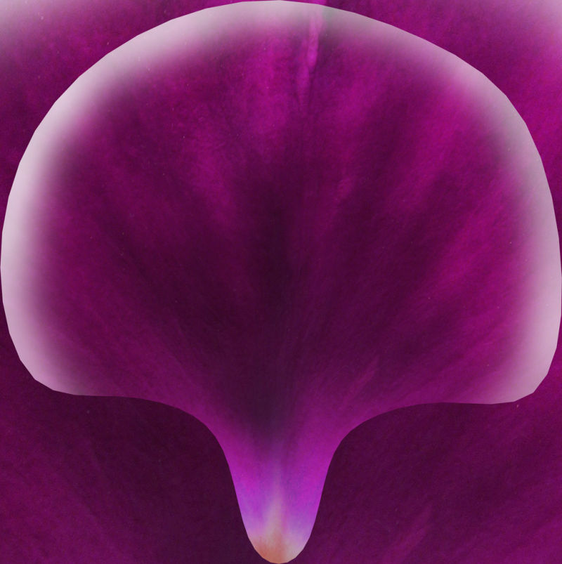 抽象紫红色的花叶纹理背景