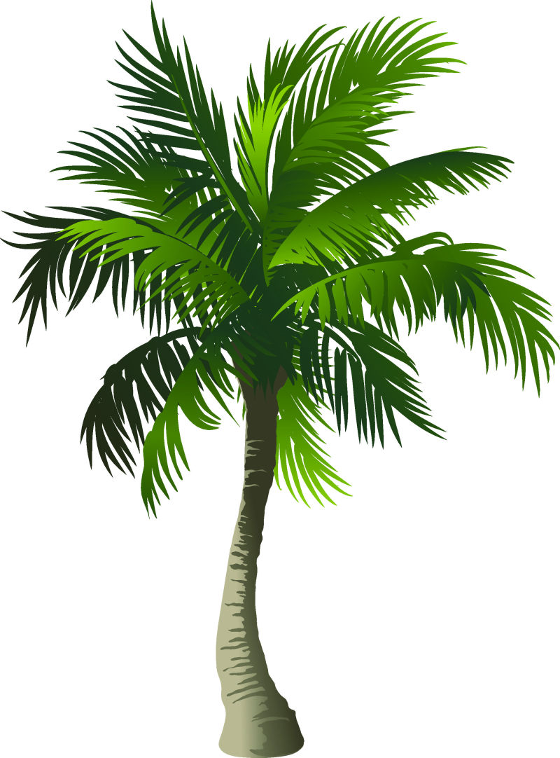 矢量茁壮的棕榈树设计插图