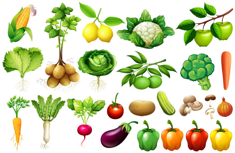 矢量新鲜蔬菜插图