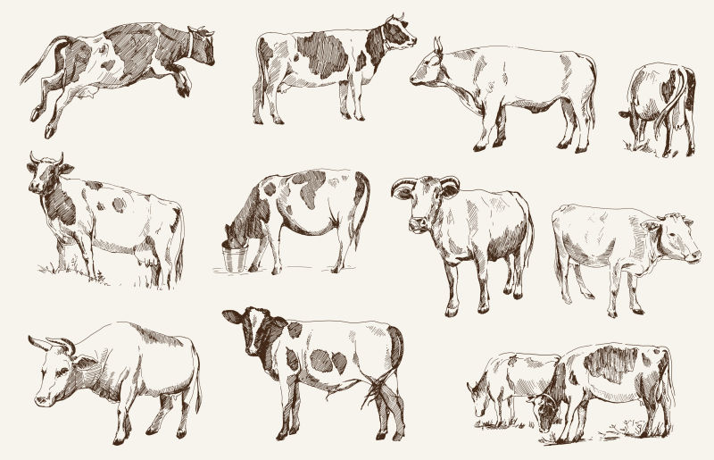 农场动物插图矢量设计