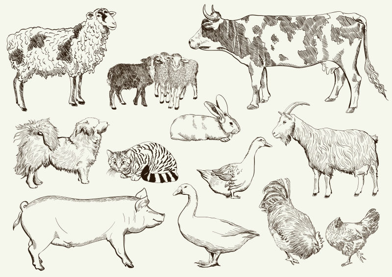 农场动物矢量插图