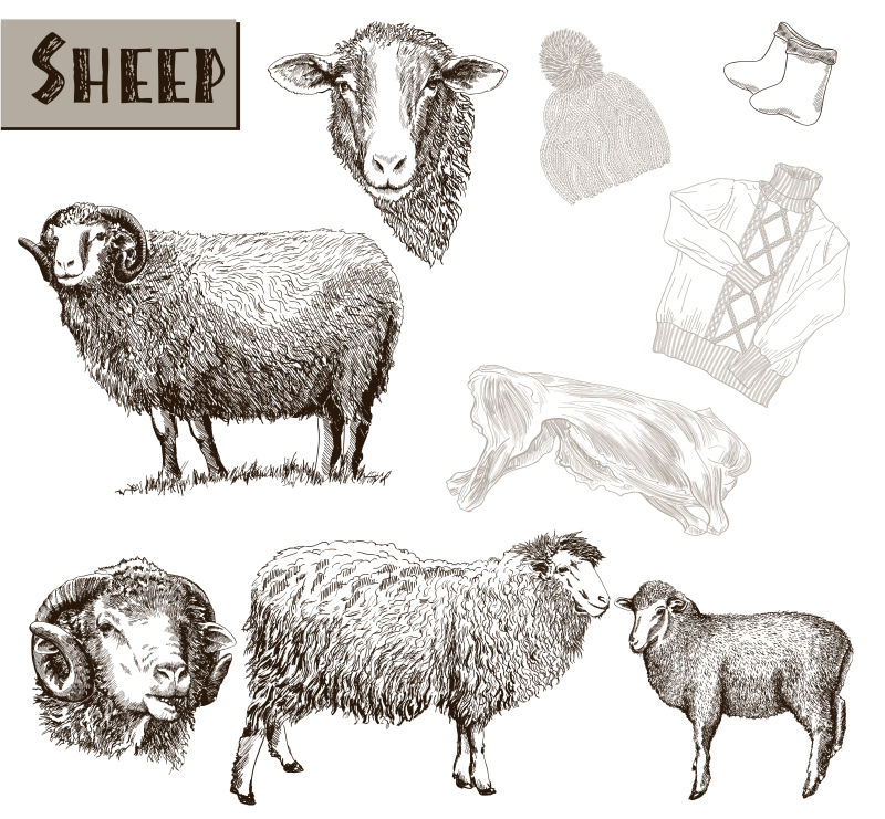 手绘绵羊插图矢量设计
