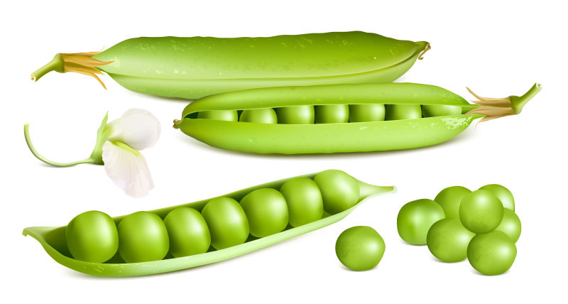 创意矢量新鲜的绿色豌豆设计