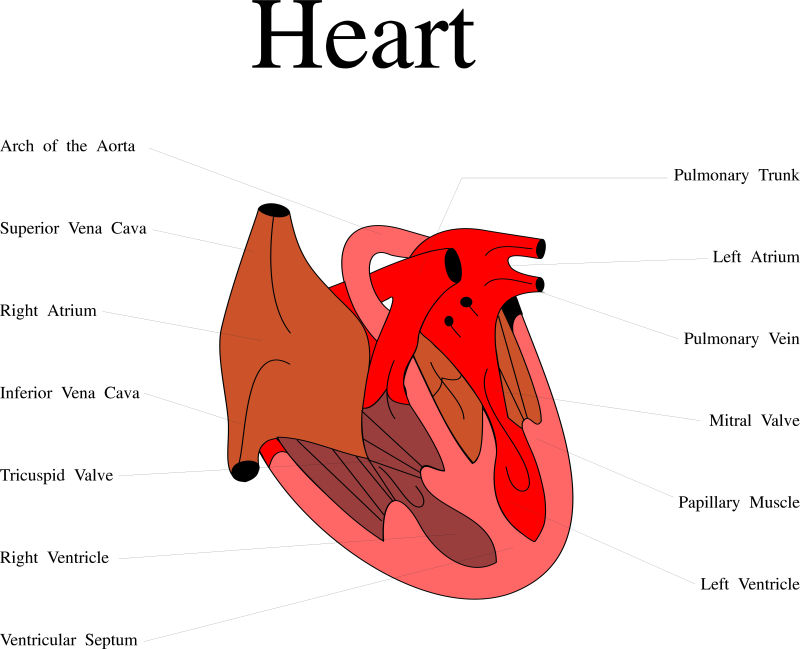 矢量人类心脏插图设计
