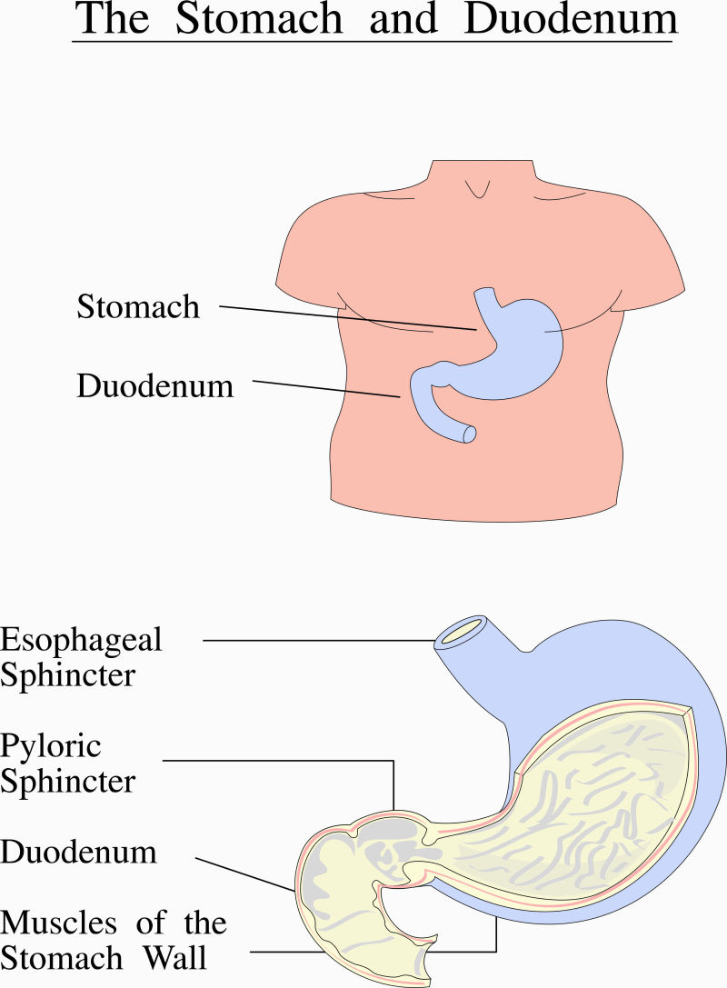 人类胃部插图矢量设计