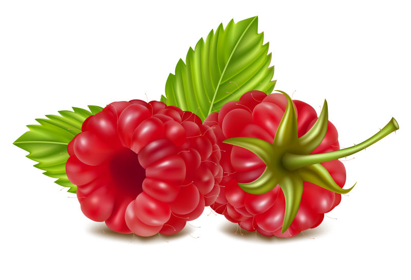 矢量新鲜的覆盆子-树莓