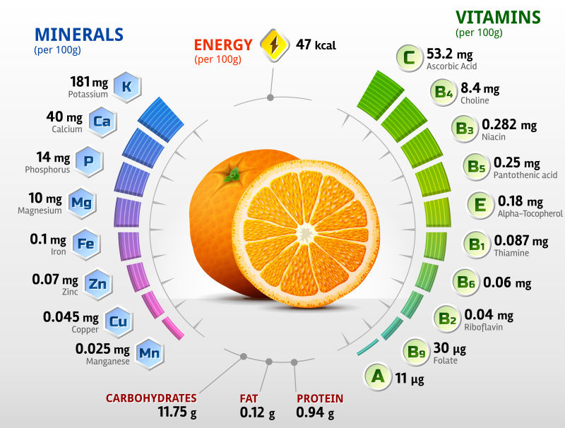 创意矢量柑橘元素的信息图表设计