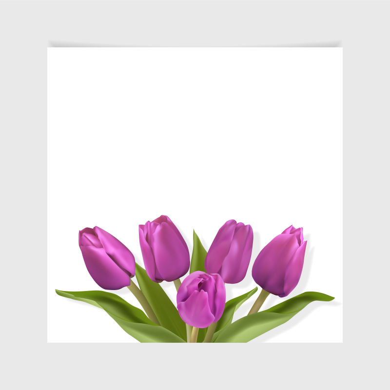 紫色郁金香插图矢量设计
