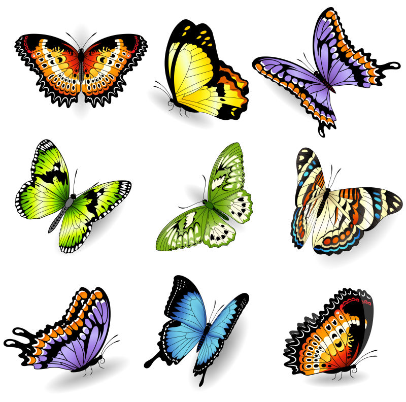 抽象矢量色彩斑斓的蝴蝶插图
