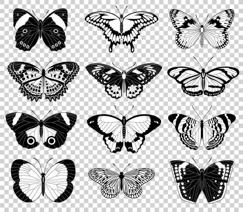 创意矢量单色蝴蝶设计插图
