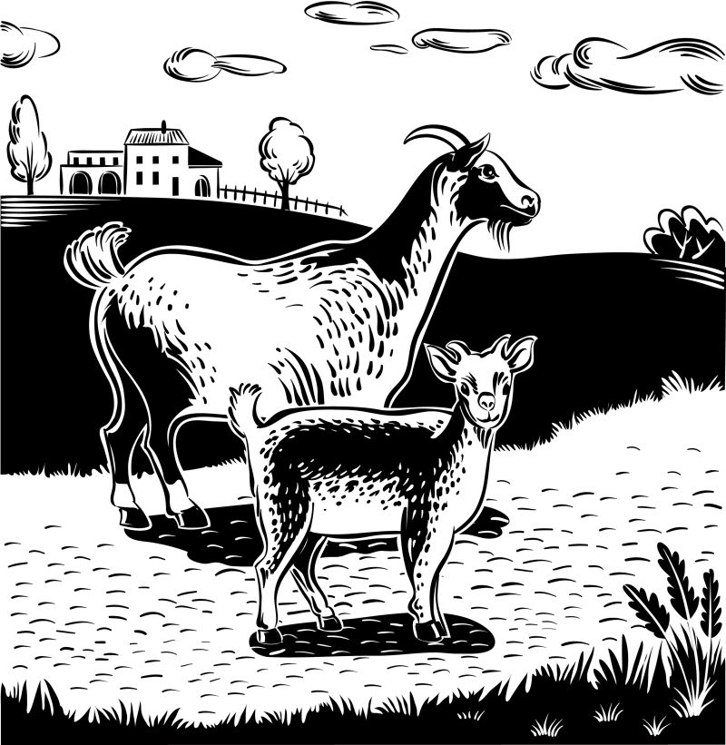 创意矢量现代山羊和小羊插图