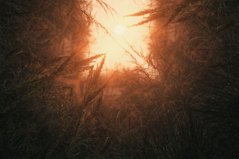 抽象草丛中初生的太阳插图
