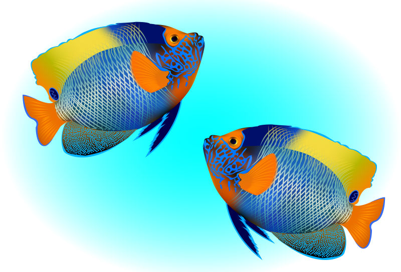 抽象矢量现代热带鱼类插图设计