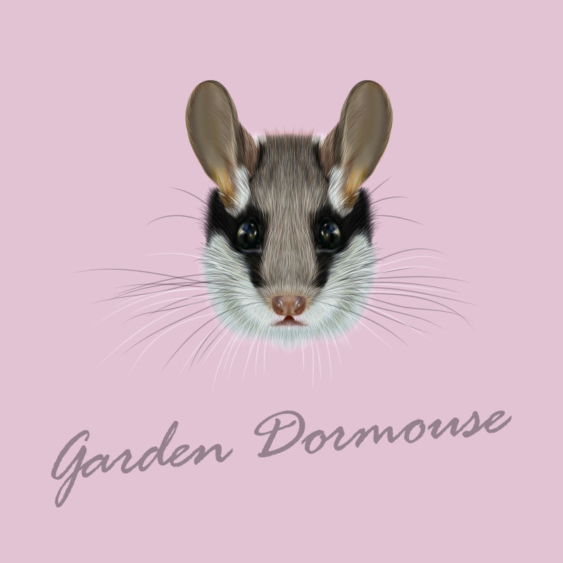 抽象矢量可爱花园睡鼠设计插图