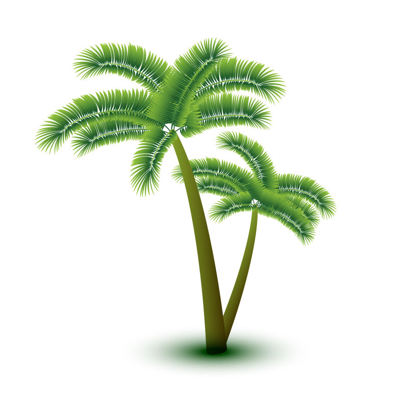 抽象矢量现代棕榈树平面设计元素