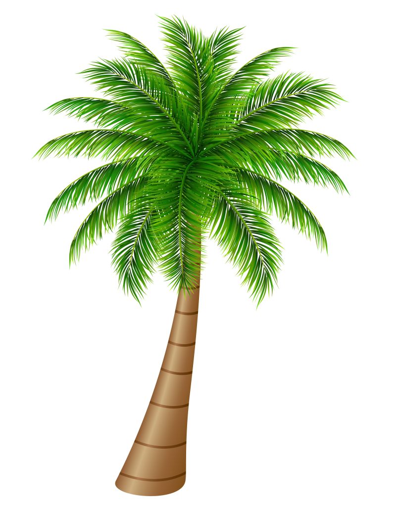 创意矢量现代棕榈树平面设计插图