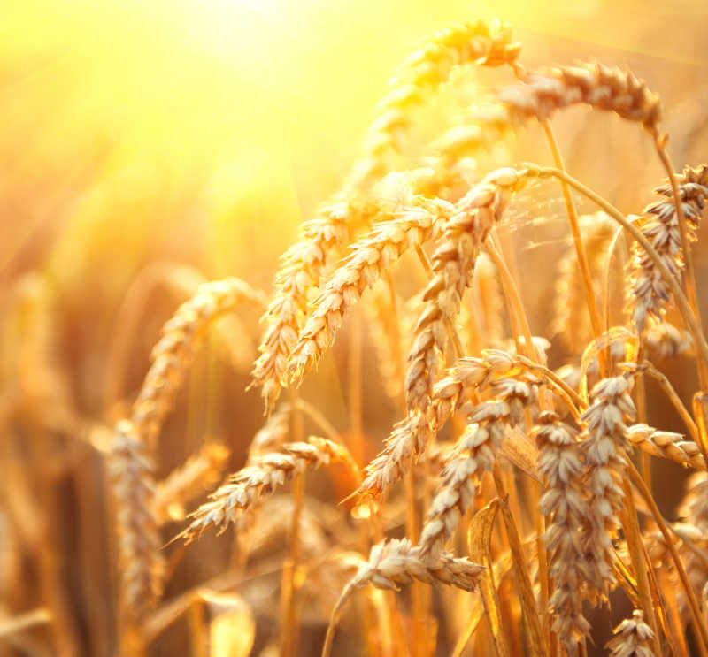 秋风瑟瑟田里的小麦稻谷都熟了