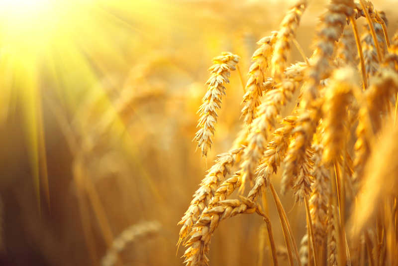 黄昏下的小麦田耳朵金小麦的特写在灿烂的阳光下的田园风光