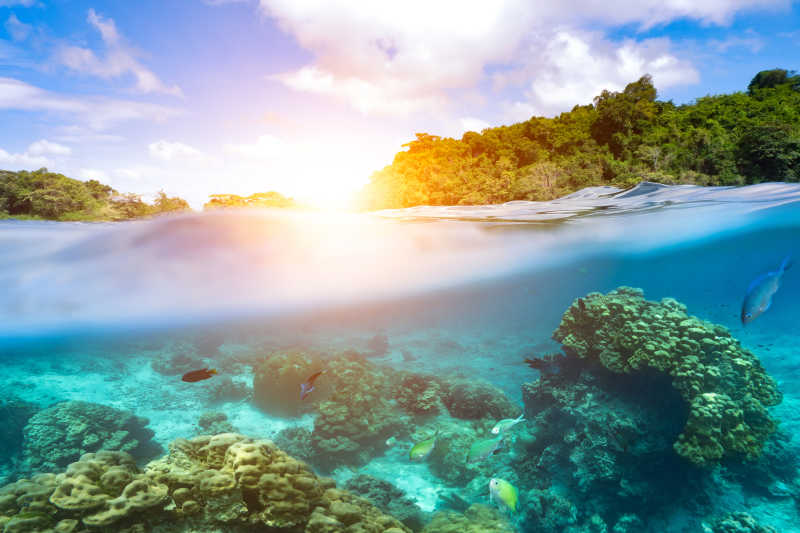 水中的珊瑚礁跟日落的特写