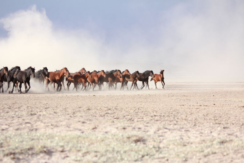 土耳其阳光明媚的夏日里一片平原上有美丽的马匹一群纯种马牧马群在沙漠的尘土中在戏剧性的日落天空中奔跑野马