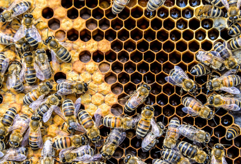 蜜蜂蜂巢蜂蜡架与蜜蜂品种