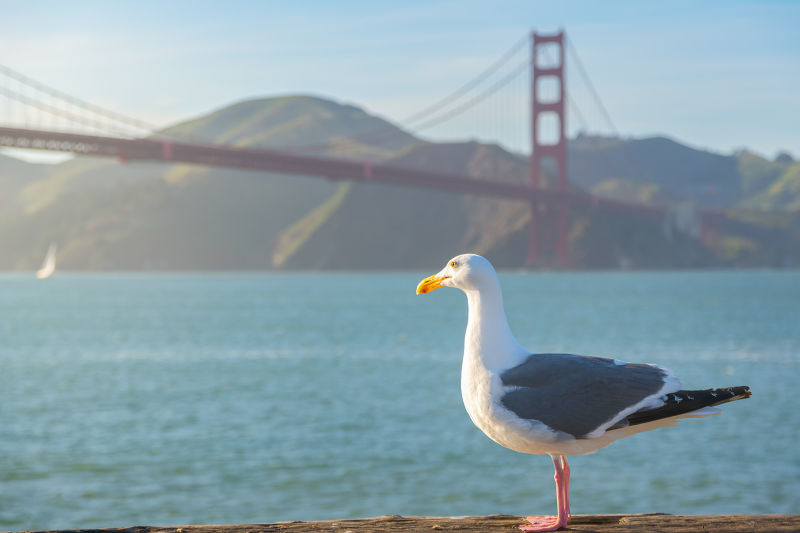 海鸥站在金门大桥前旧金山加利福尼亚美国