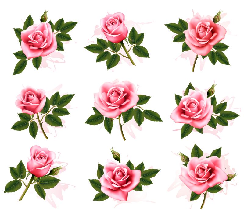 一套美丽的粉红玫瑰-矢量