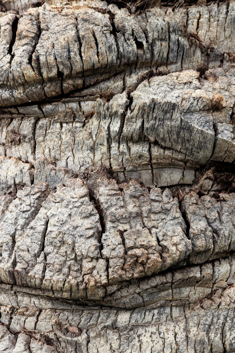 棕榈树树皮纹理热带粗木结构背景