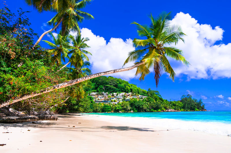 完美的热带海滩风光-绿松石海上的棕榈树