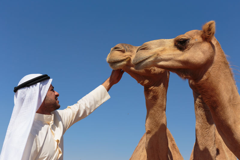 沙漠中一头骆驼的年轻阿拉伯人的肖像
