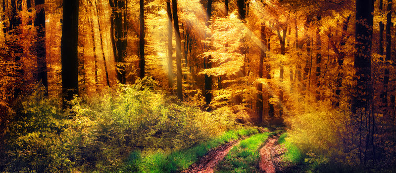 美丽的秋天里光线落在树林里