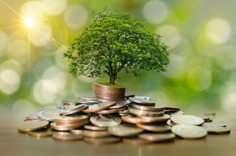 货币增长节约资金-树上硬币展示商业增长的概念