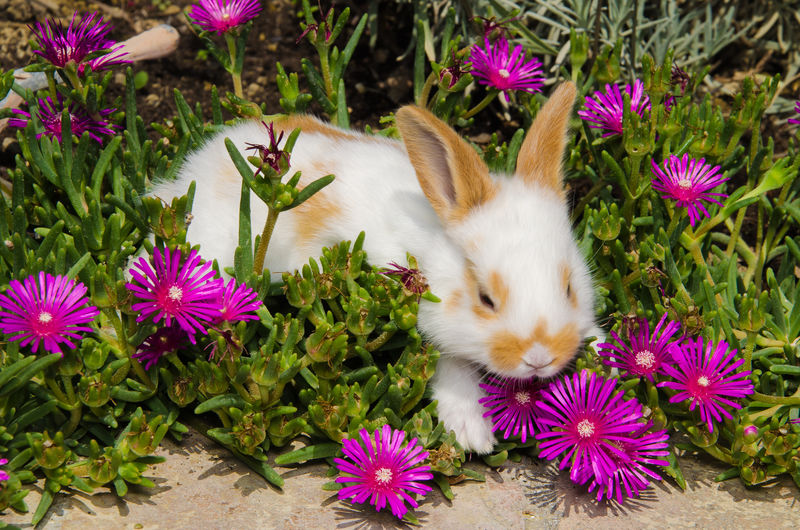 兔子在花